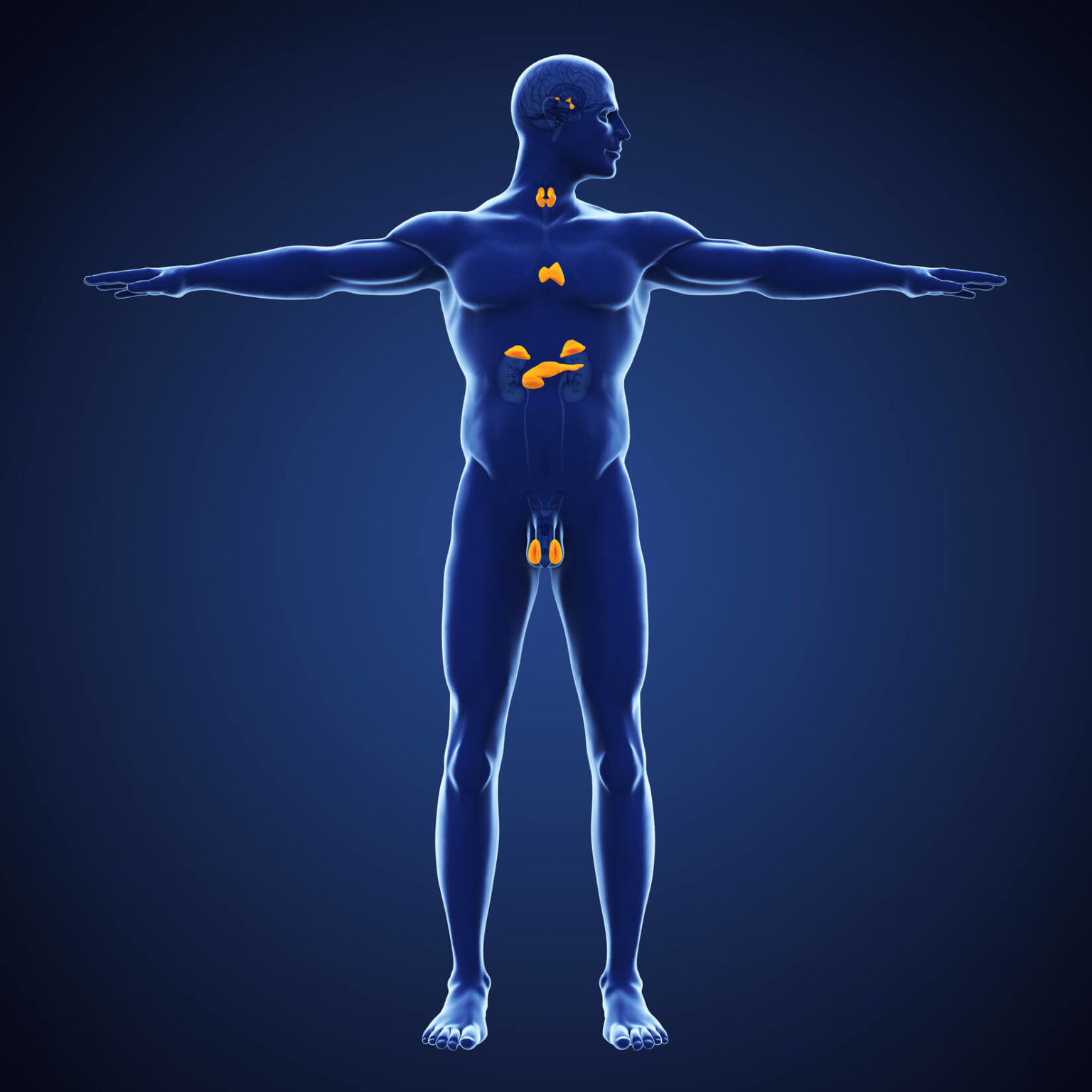 the-endocrine-system-and-balance-integrative-health-education